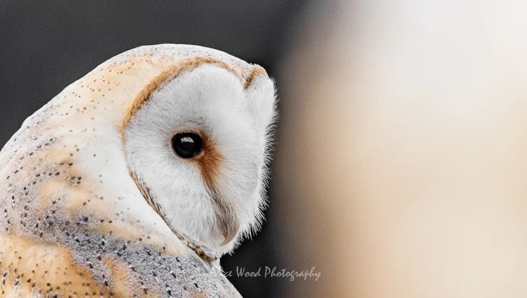 Series of barn owl portraits showing their heart-shaped faces and beaks in soft lighting.