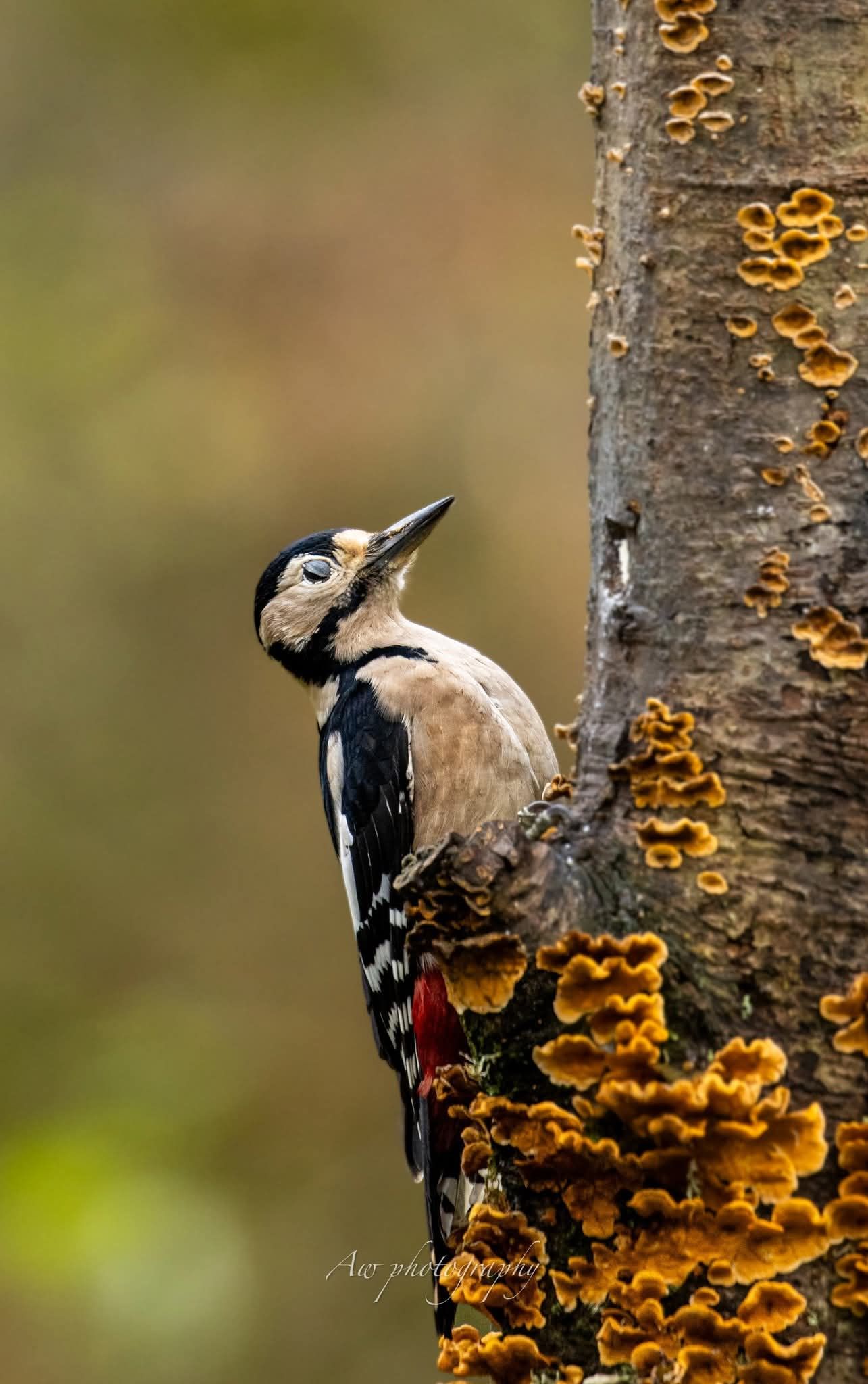Great spotted woodpecker climbing on tree trunk with orange fungus growth.