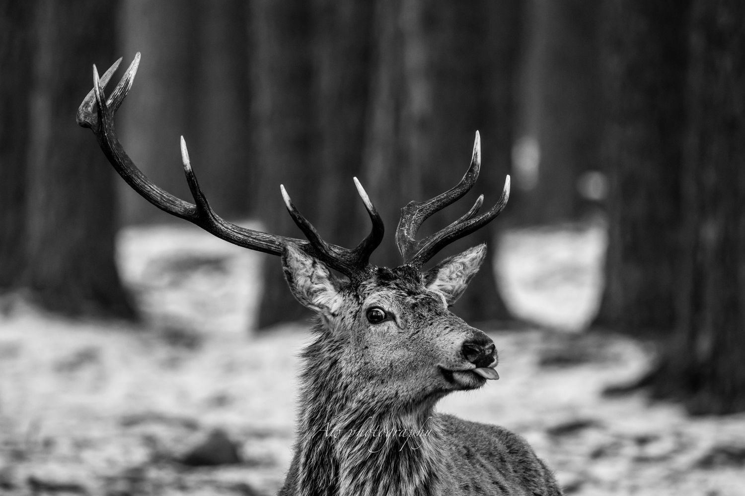 Close-up portrait of a red deer stag with impressive antlers in a forest setting.