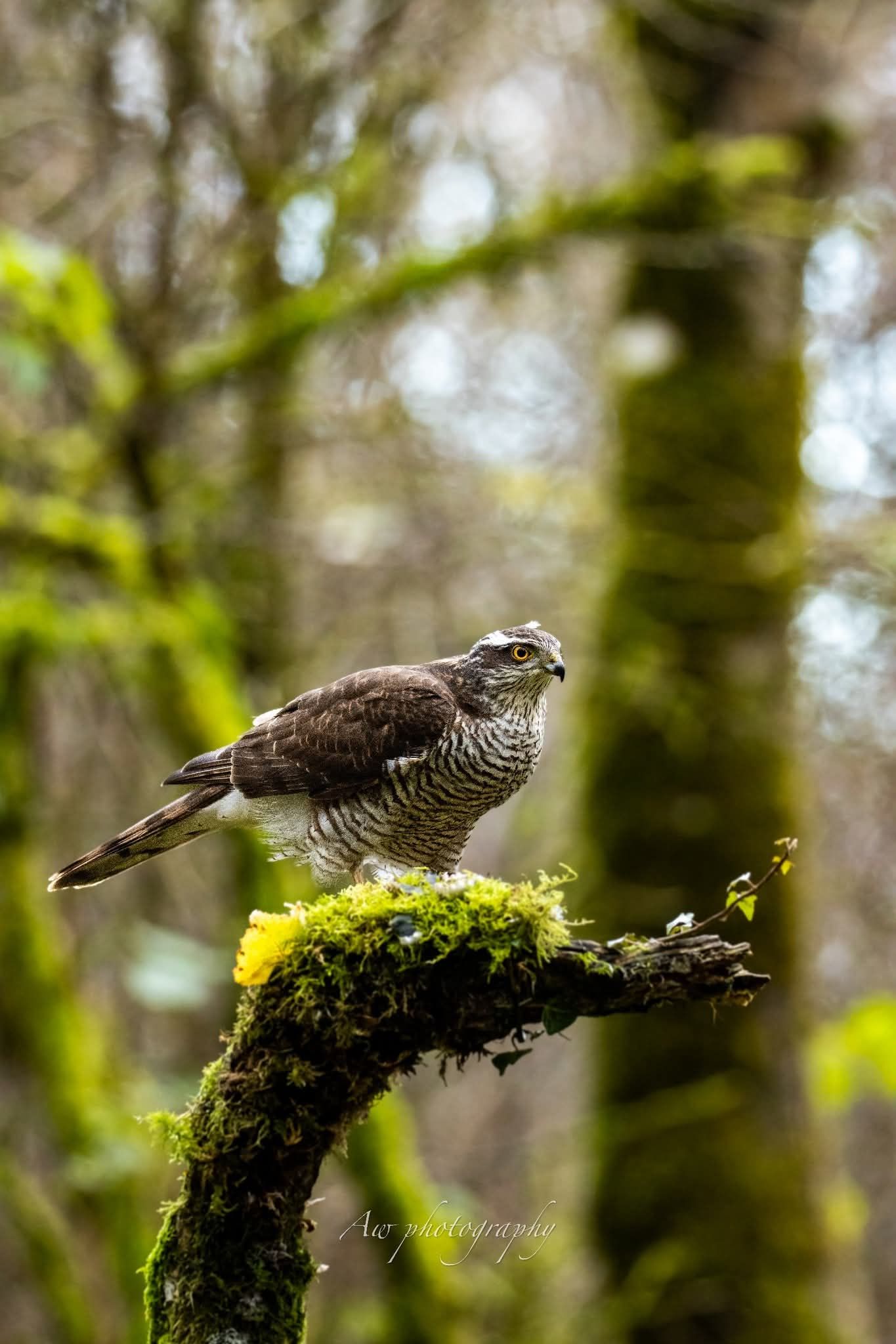 Bird of prey perched on moss-covered branch in forest setting.