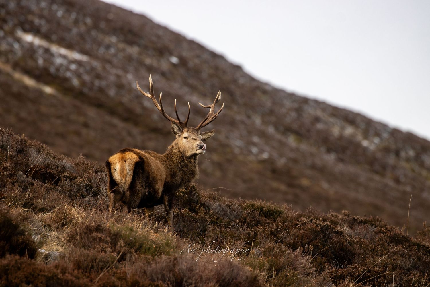 Red deer grazing on a steep mountain slope covered in autumn heather.