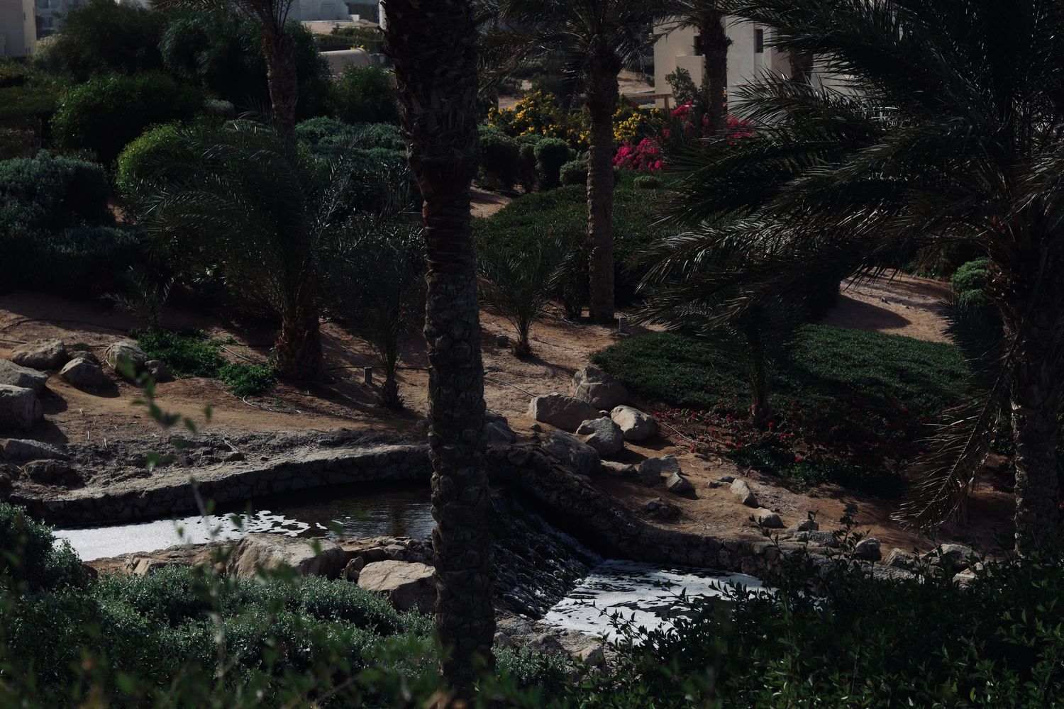 Lush garden scene featuring palm trees, a small bridge, and a winding stream, creating a tranquil outdoor landscape.