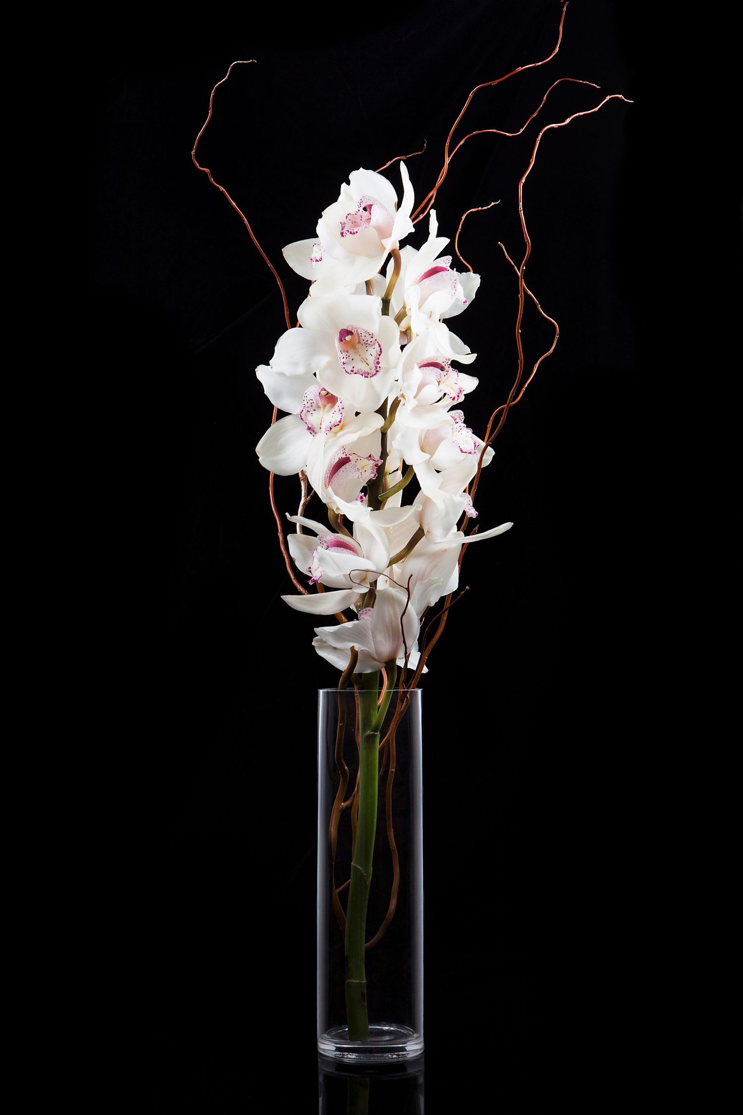 White cymbidium orchids with curly brown branches in a tall glass vase against a black background.