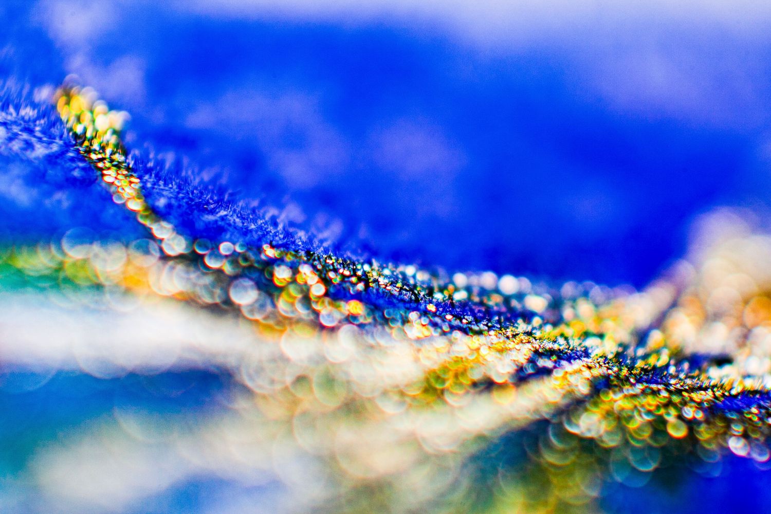 Macro close-up of colorful dew drops on a plant with vibrant blue bokeh background.