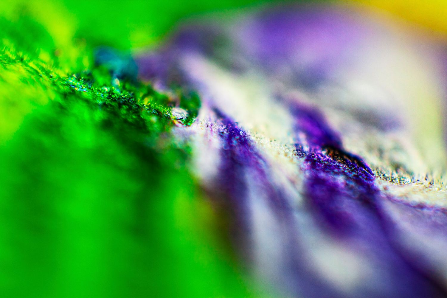 Close-up macro photo of green and purple textured surface with a tiny water droplet in soft focus.