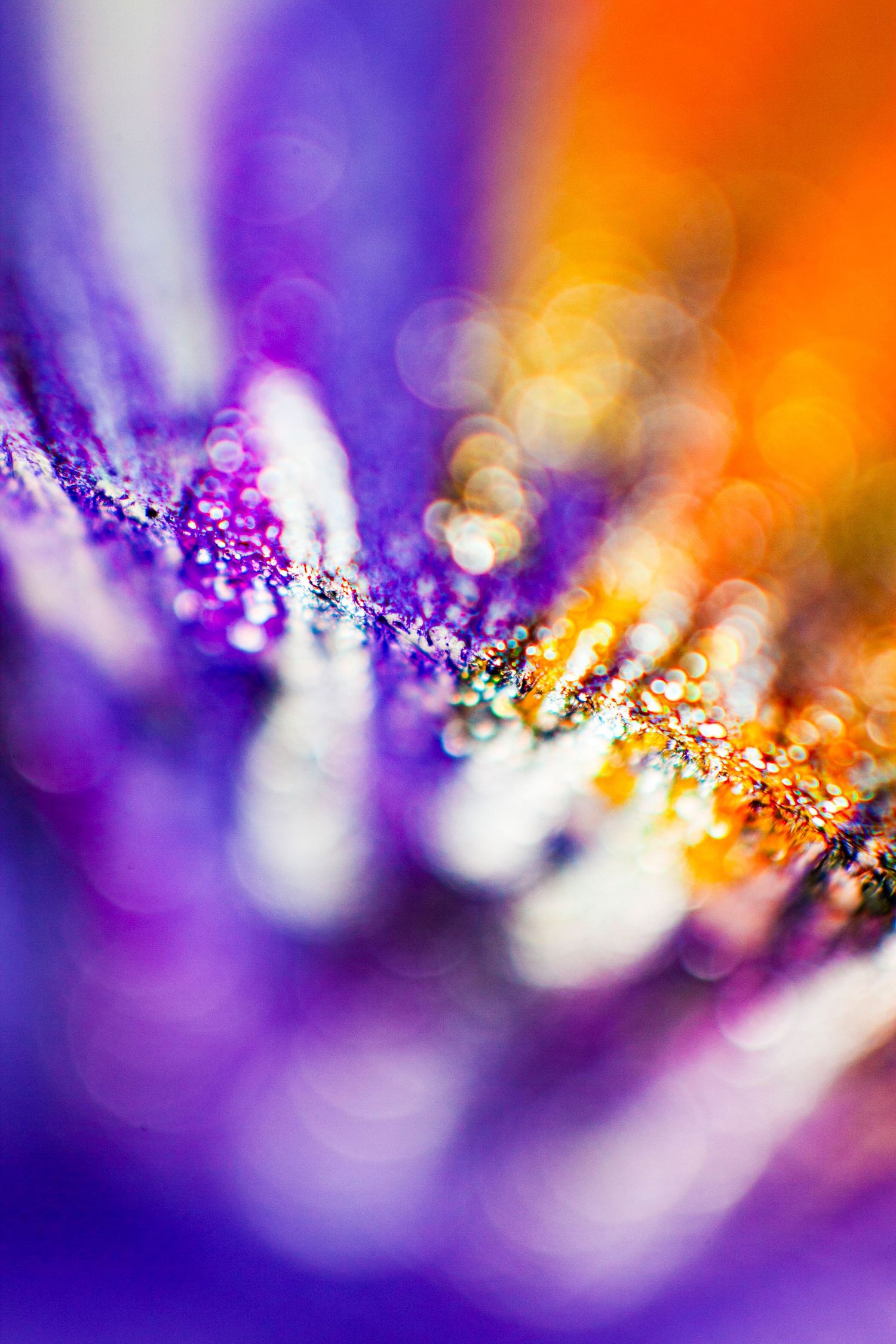 Vibrant macro photography of purple and orange flower petals with sparkling bokeh light effects.