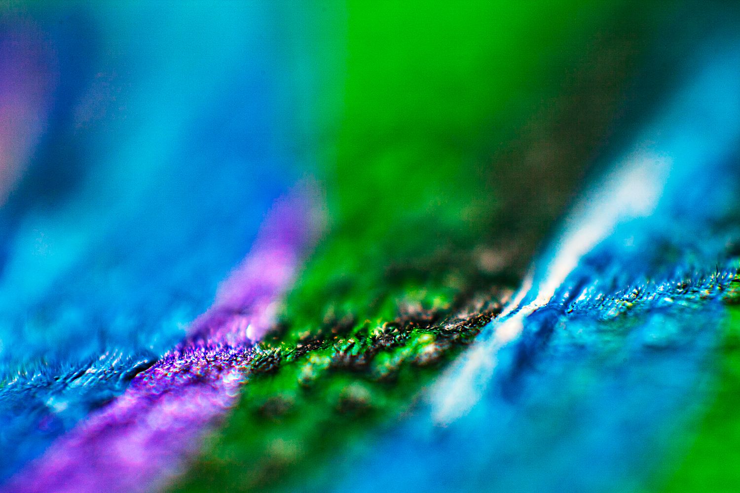 Vibrant macro photography of peacock feather showing blue, green and purple iridescent colors.