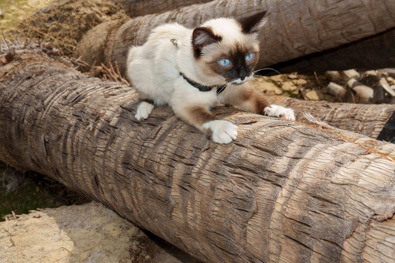 A Siamese cat with blue eyes balances on large logs outdoors.