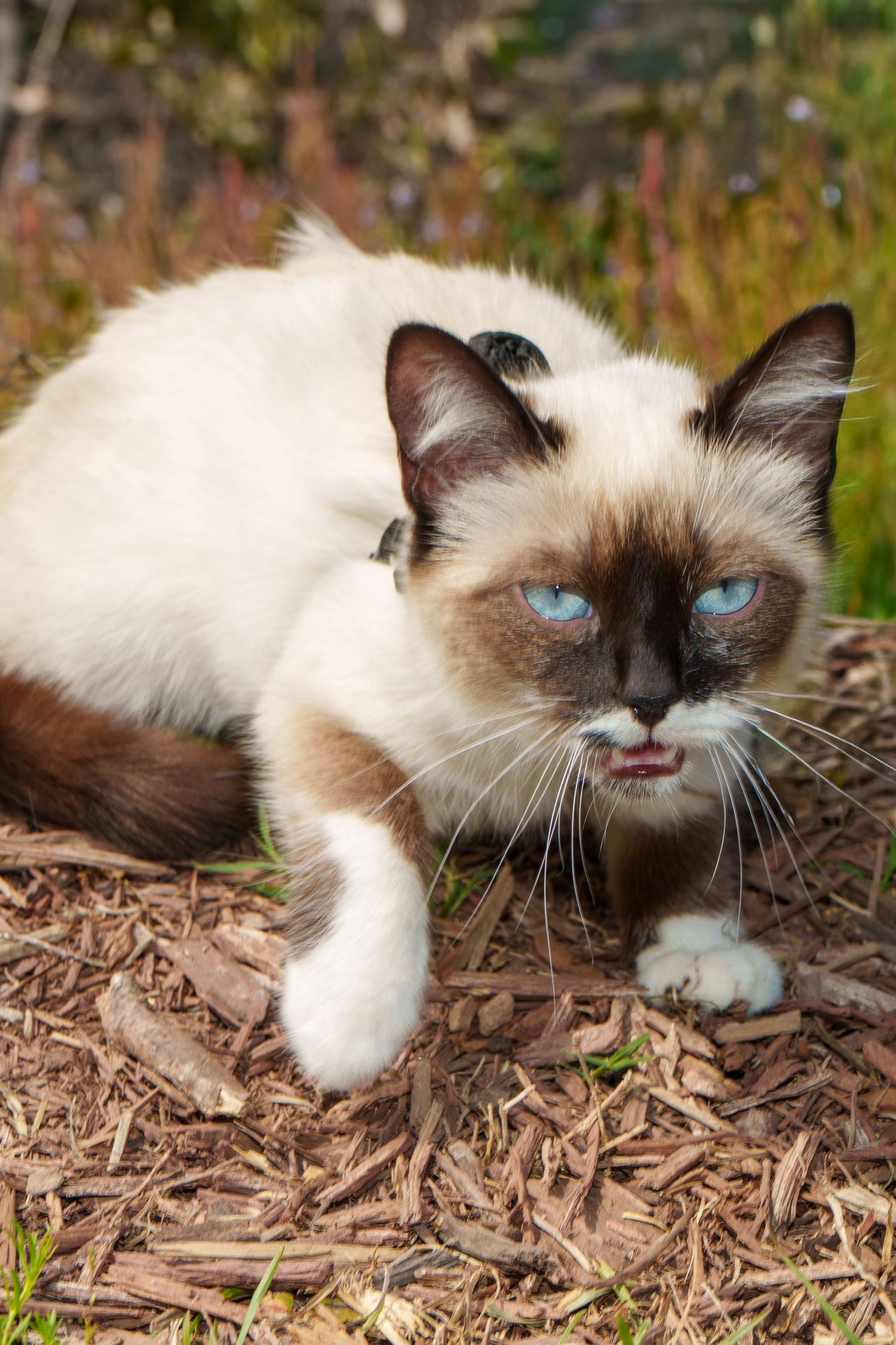 A Siamese cat with blue eyes rests on wood chips in a garden setting.