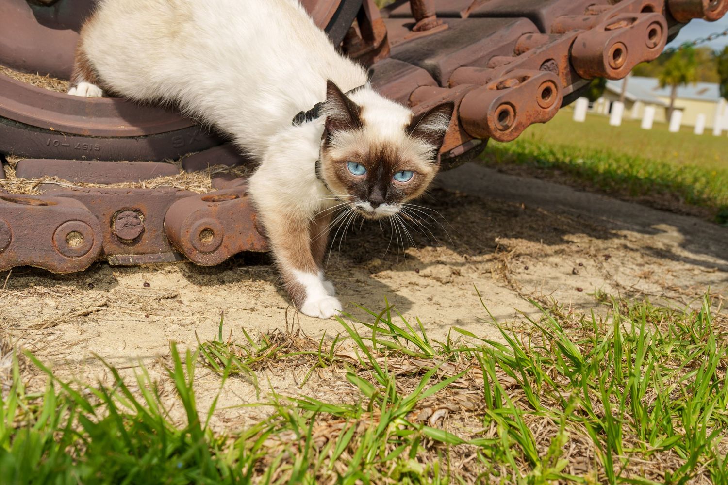 A Siamese cat with blue eyes walking near rusty tank tracks on sandy ground.