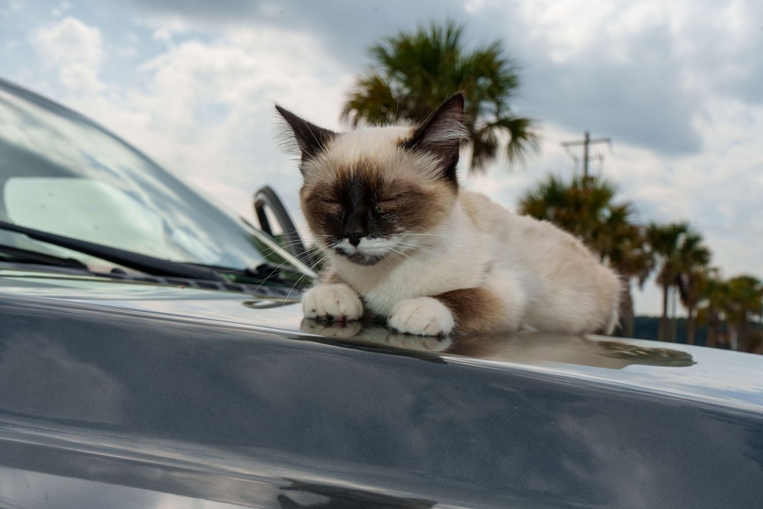 A fluffy Siamese cat relaxes on the hood of a gray car with palm trees and cloudy sky in the background.