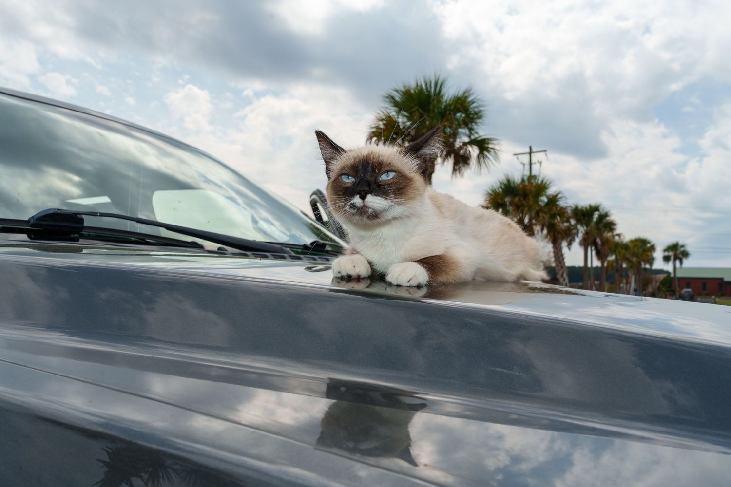 A Siamese cat with blue eyes lounges on a car hood with palm trees behind.