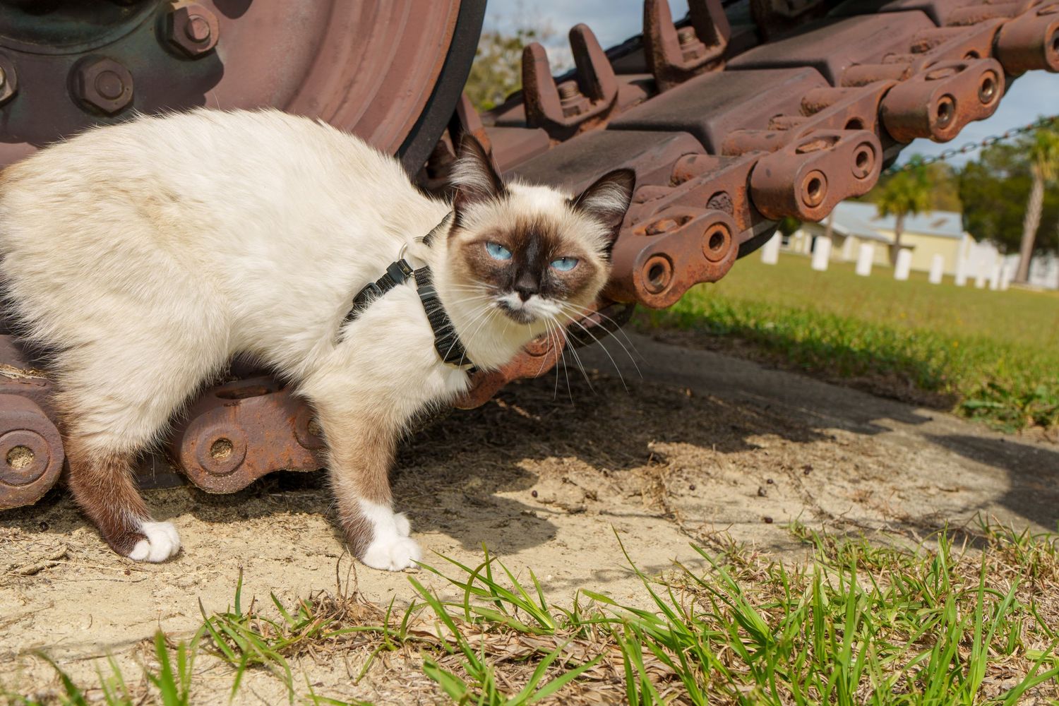 Siamese cat on a leash sniffing rusty tank tracks outdoors on sandy ground with green grass.