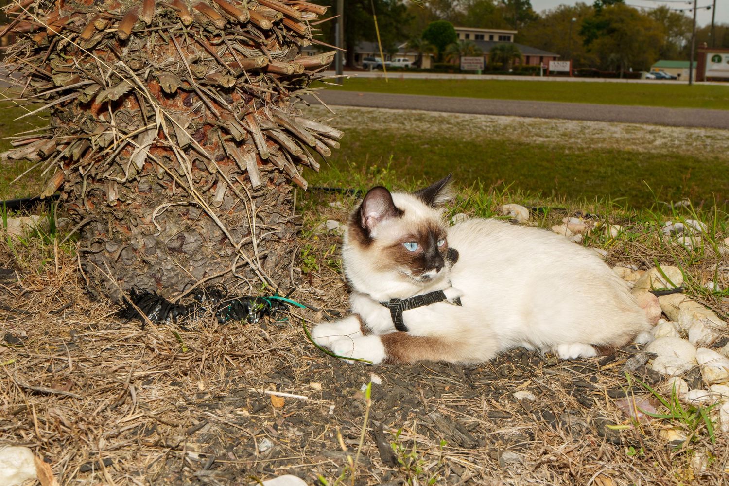 A Siamese cat wearing a harness resting beside a dried palm tree outdoors.