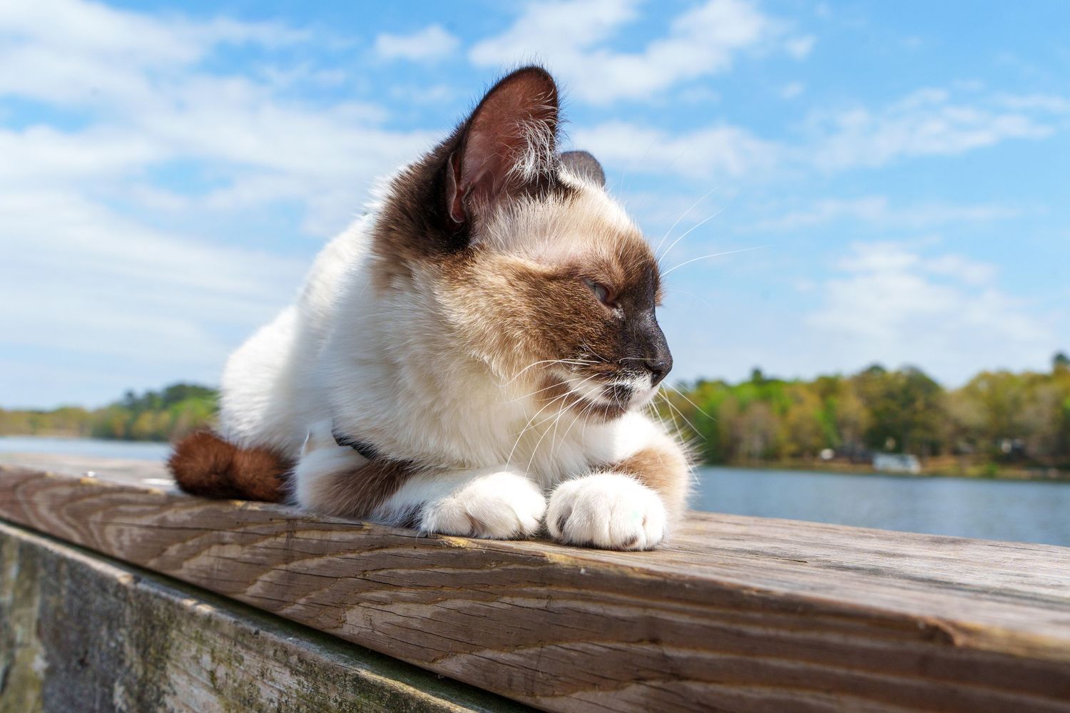 A Siamese cat with blue eyes resting on a wooden dock overlooking a lake.
