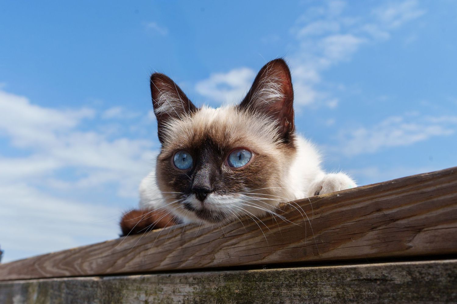 A Siamese cat with blue eyes peers over a wooden fence against a blue sky.