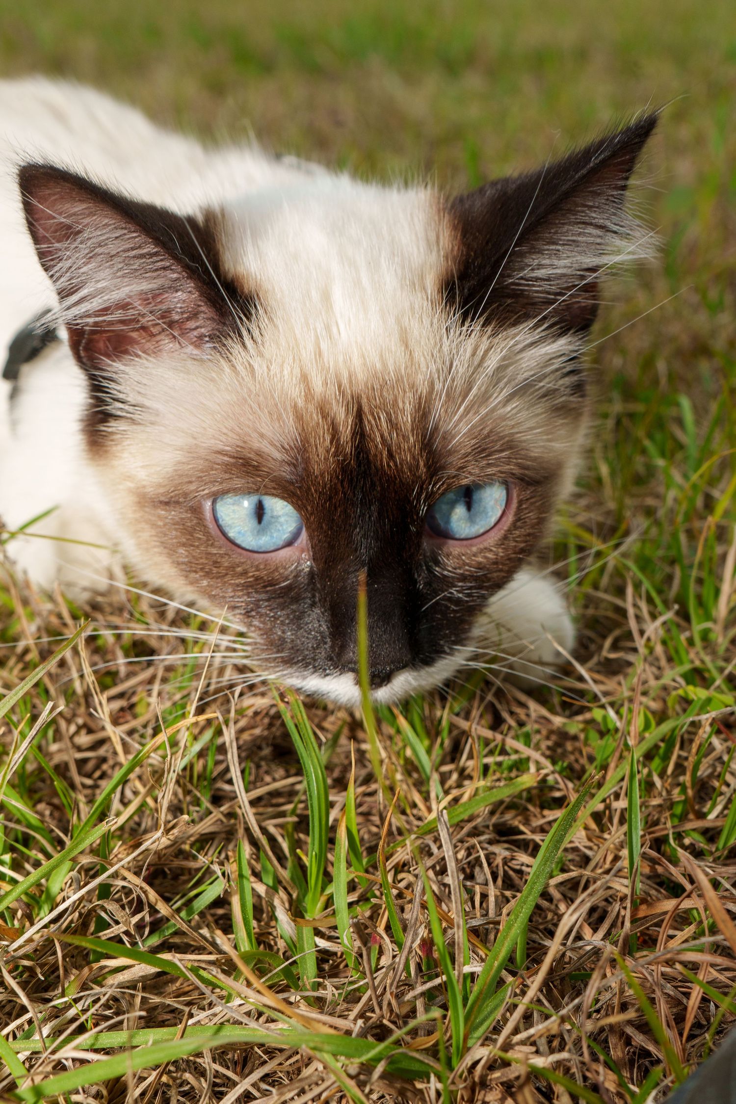 A blue-eyed Siamese cat crouches low in green and brown grass outdoors.
