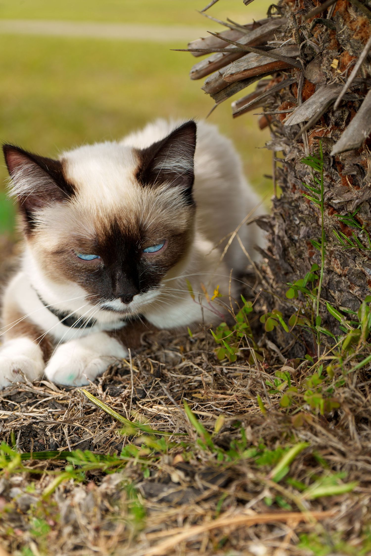A Siamese cat with blue eyes rests in dry grass beside a palm tree base.