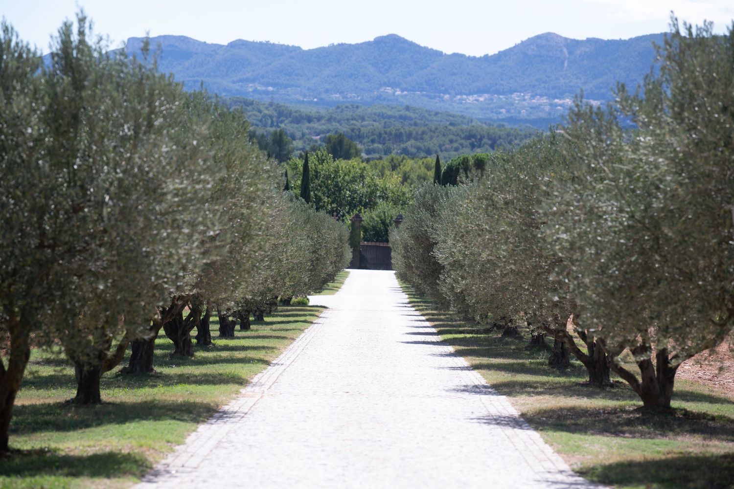Rows of olive trees line a white gravel path leading towards distant mountains in a Mediterranean landscape.