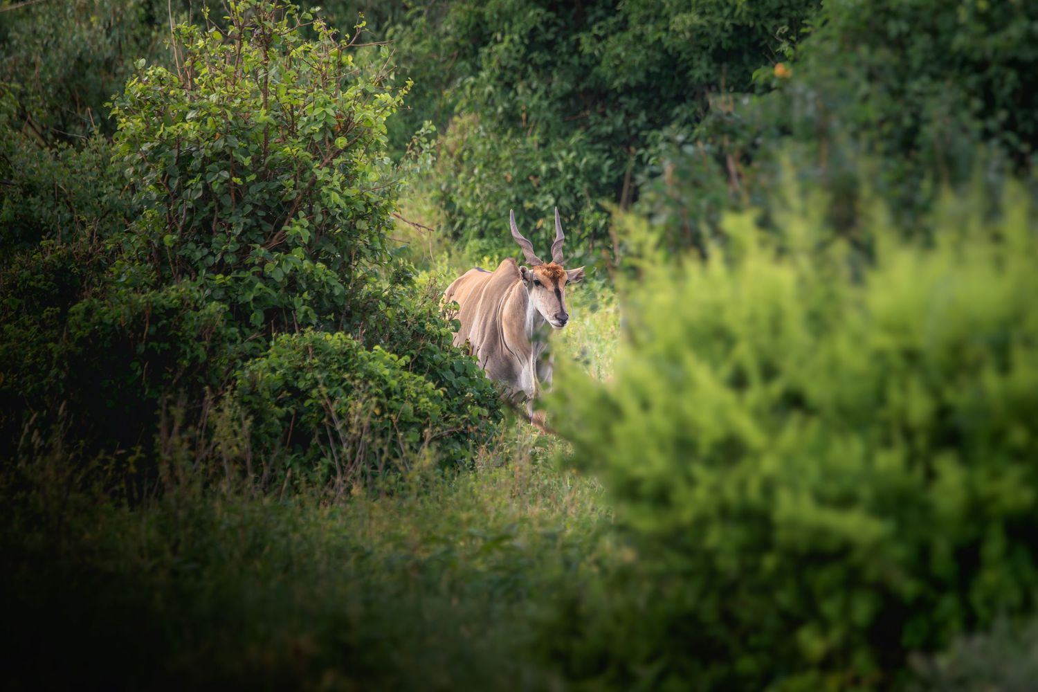 Common Eland Tarangire