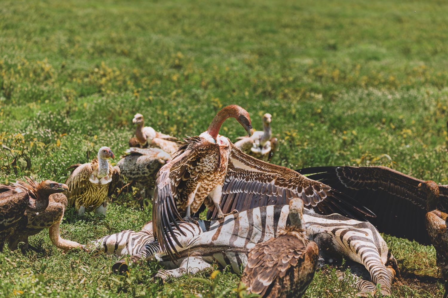 vultures