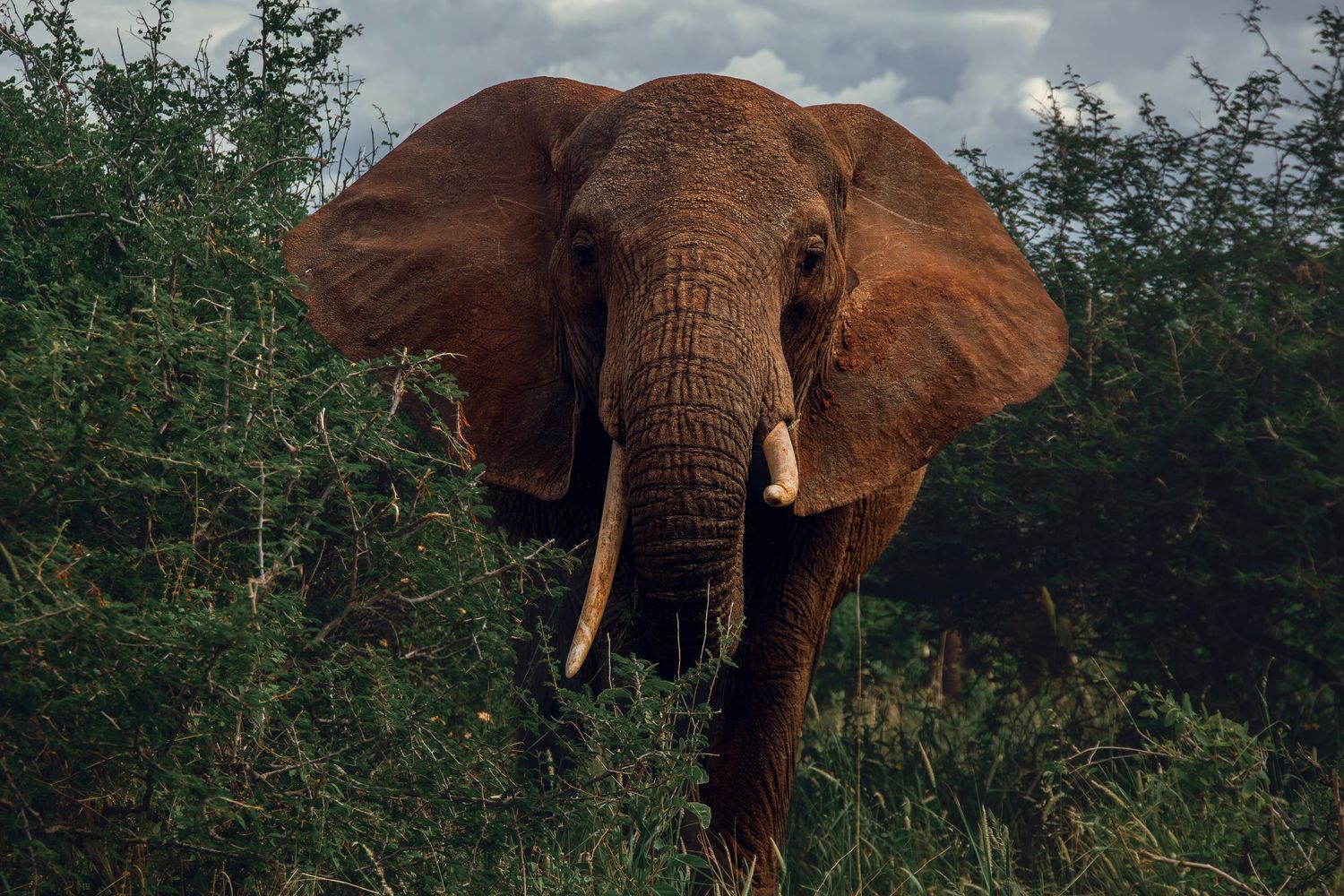 Mighty elephant
