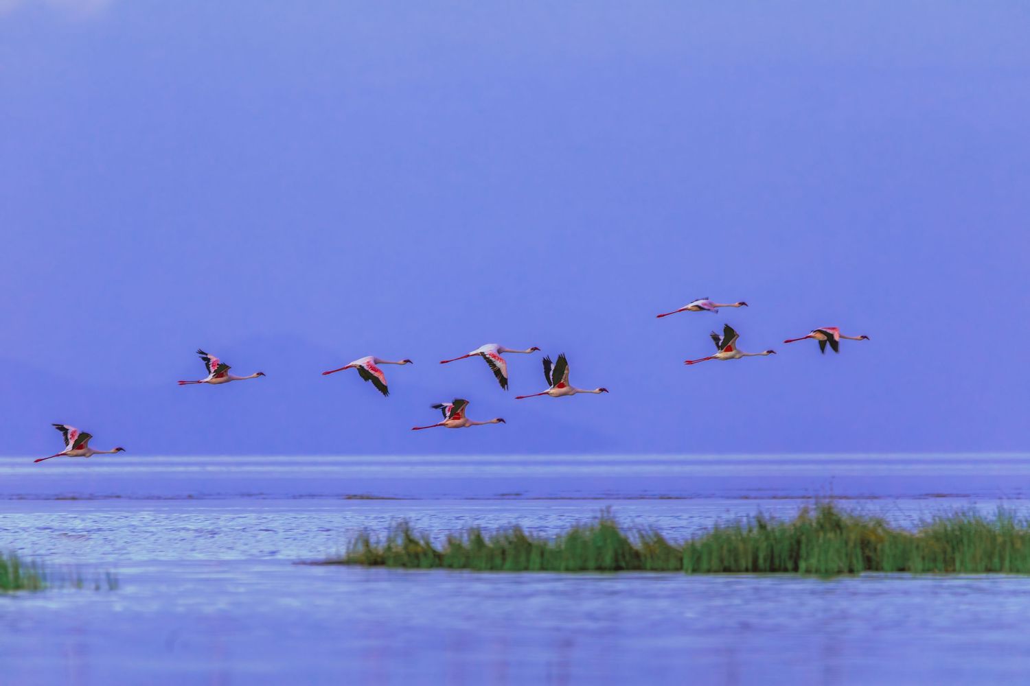 flamingos