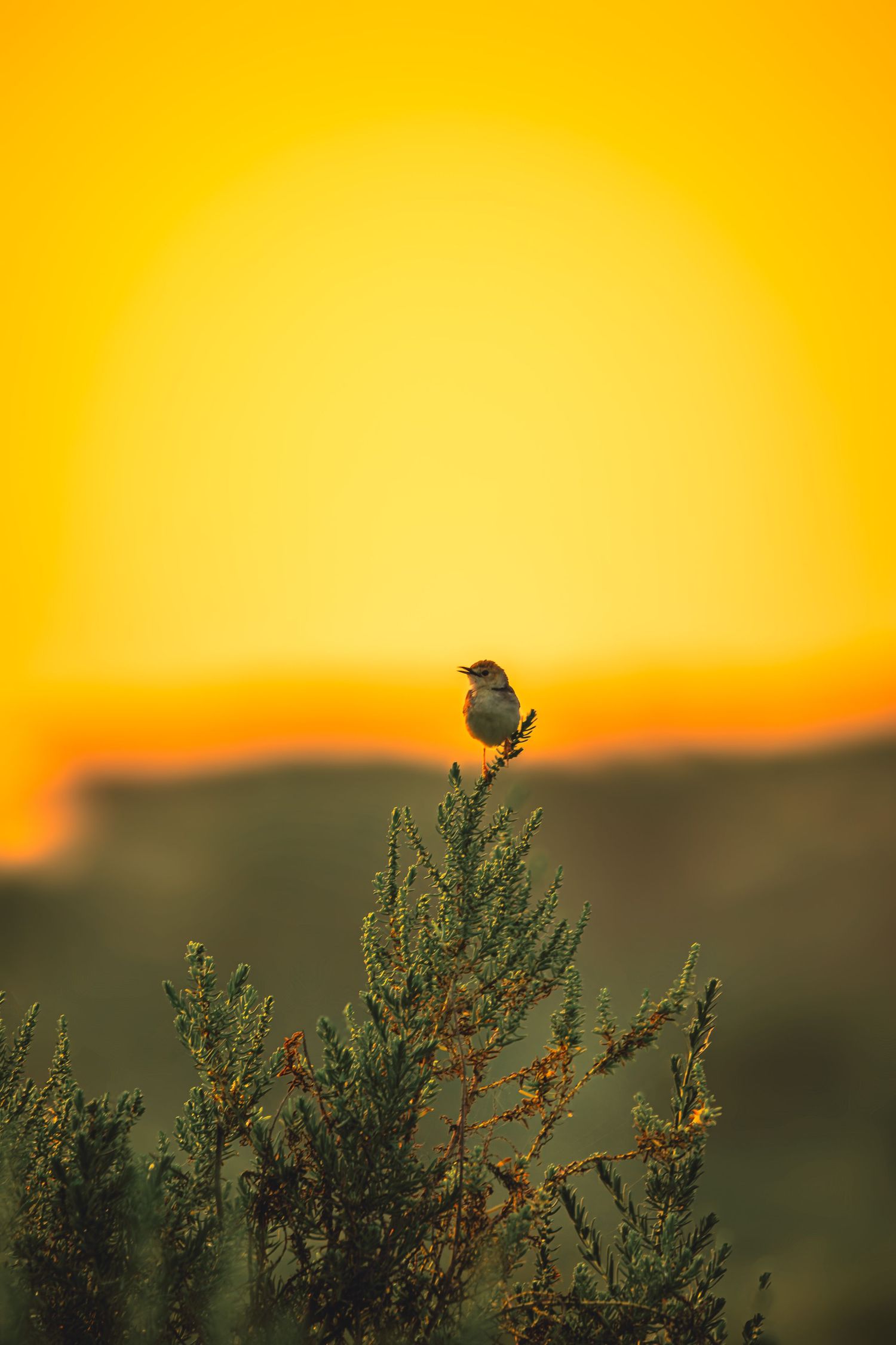 early bird