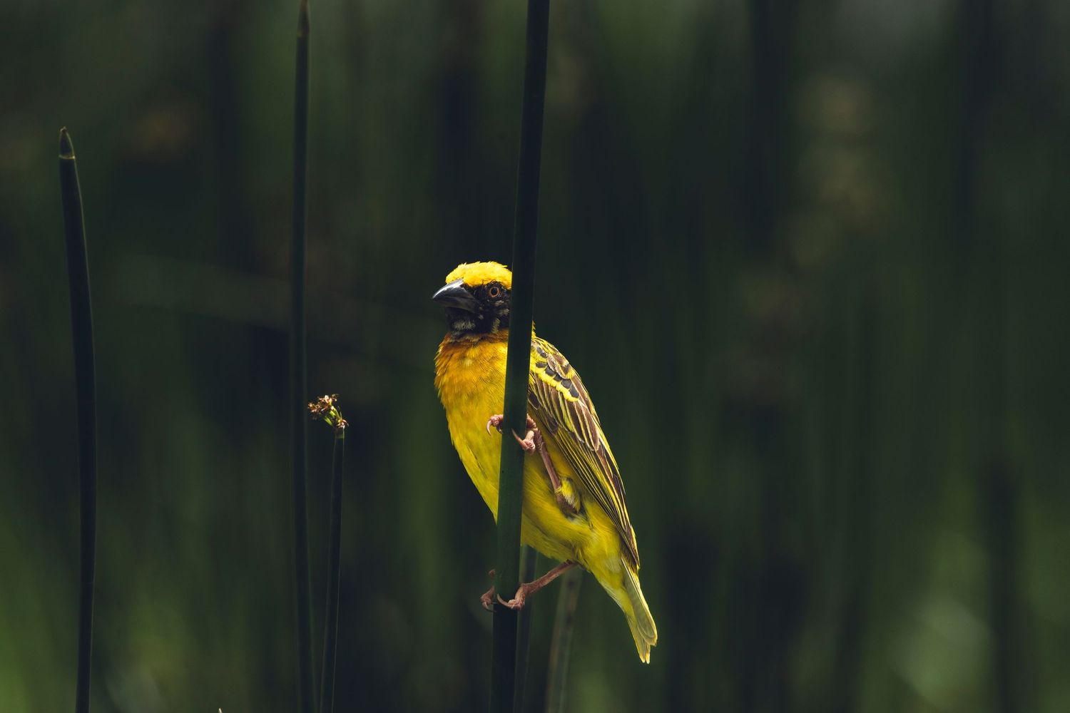 ngorongoro weaver
