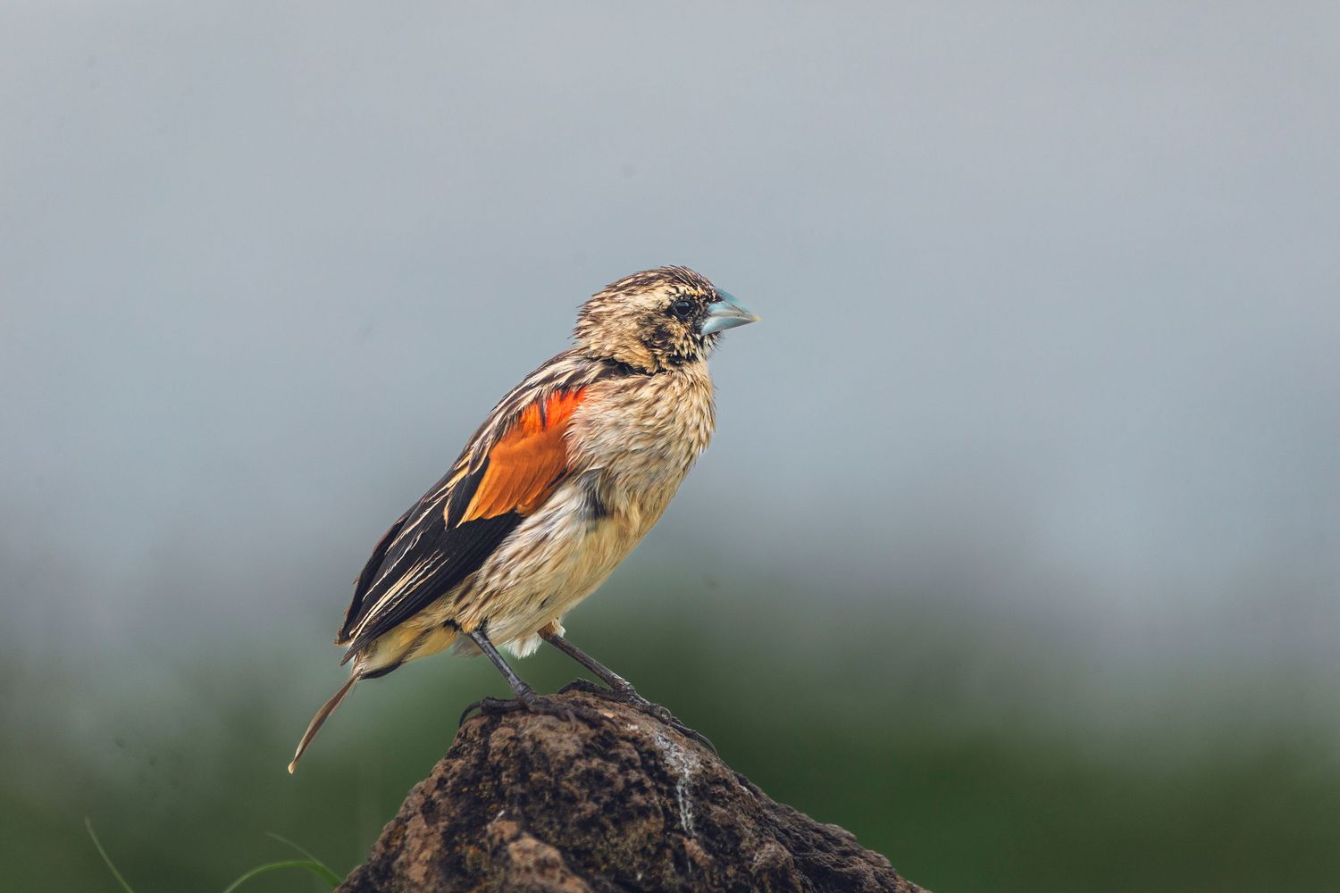 bird