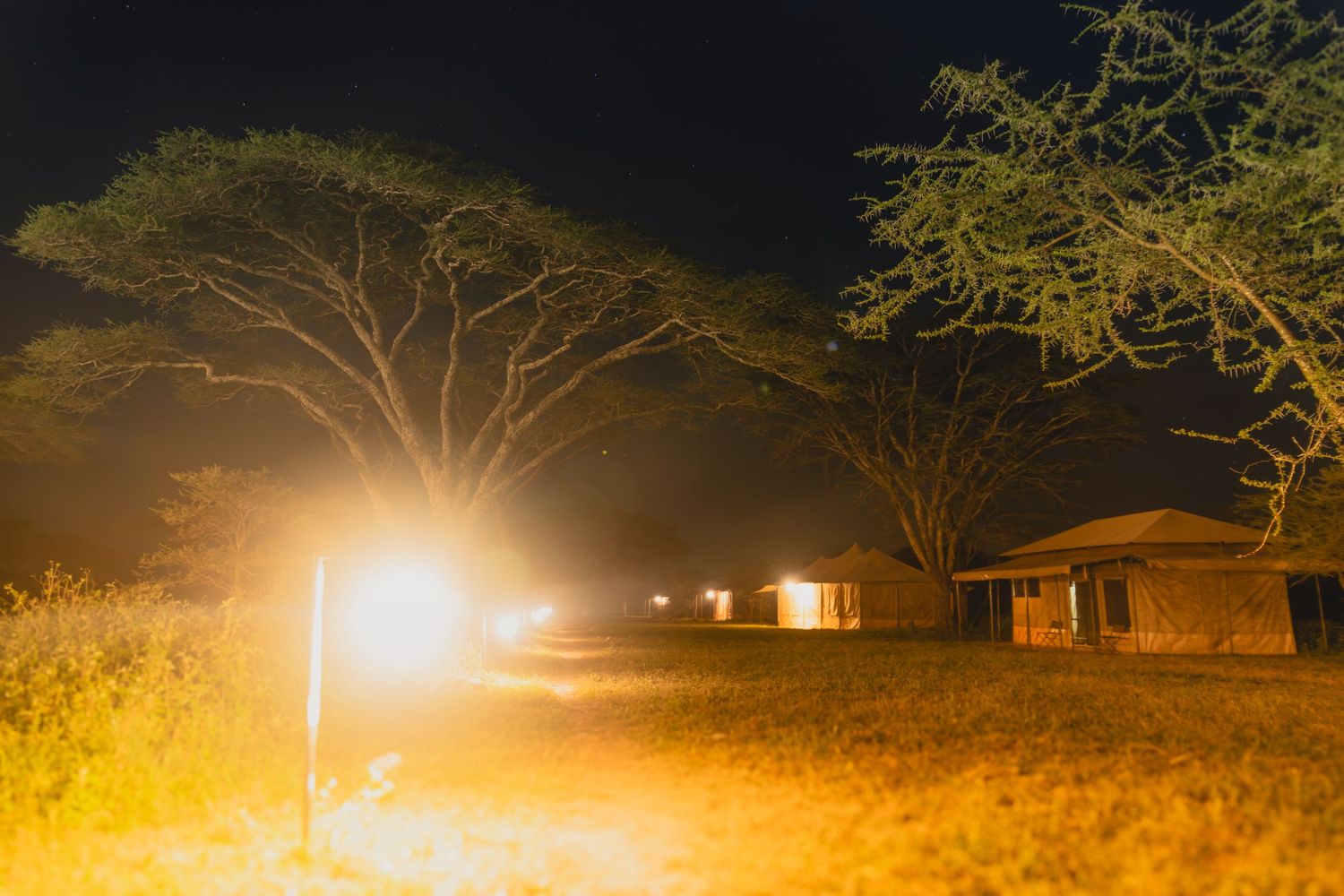 mash nights in the ndutu plains