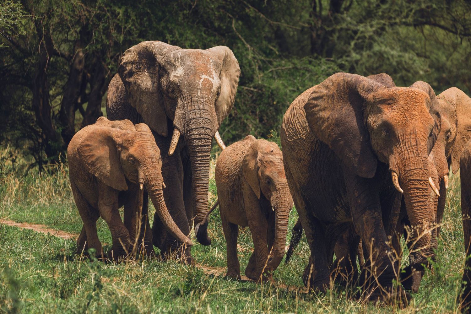 mighty elephants of tarangire