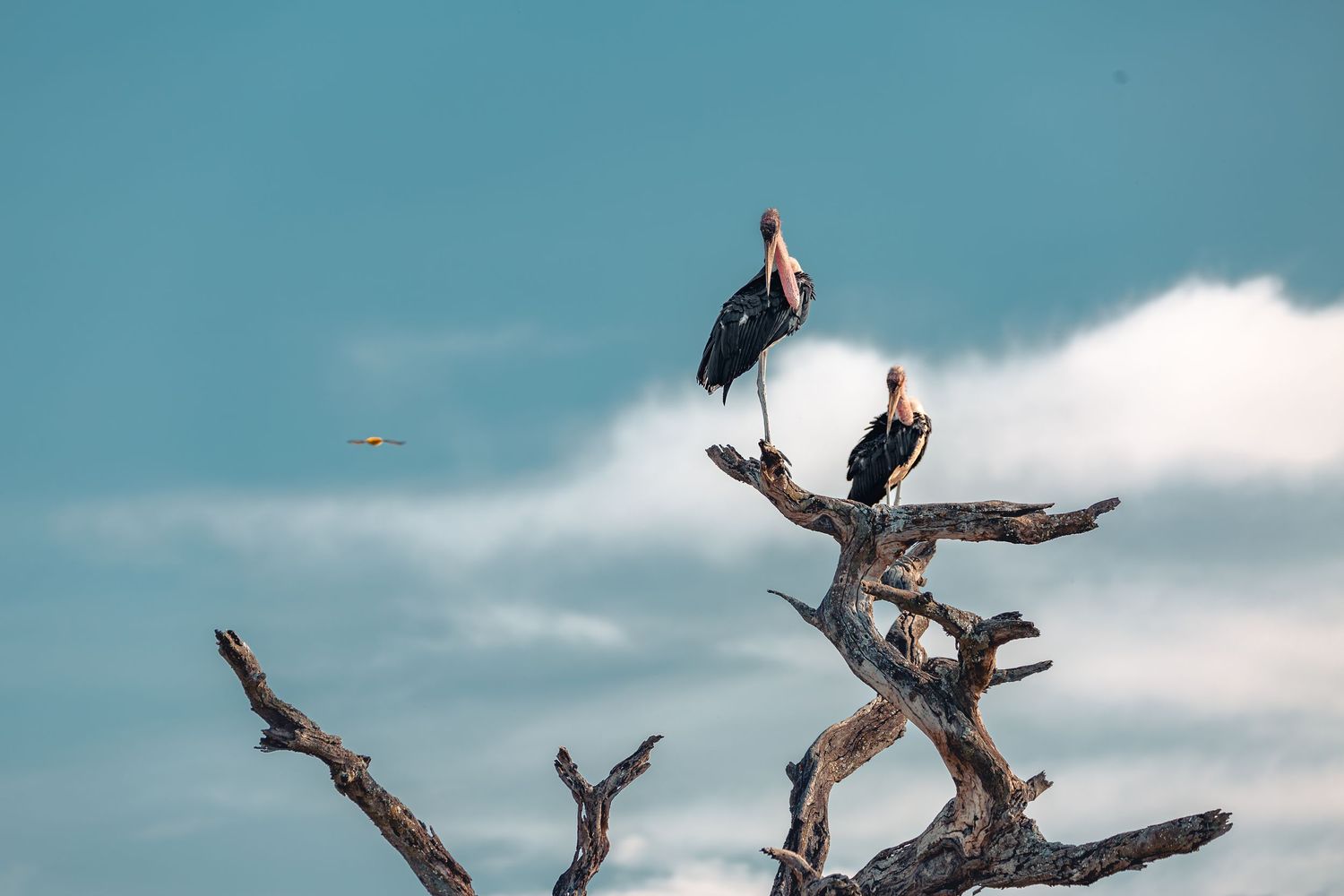 birds
