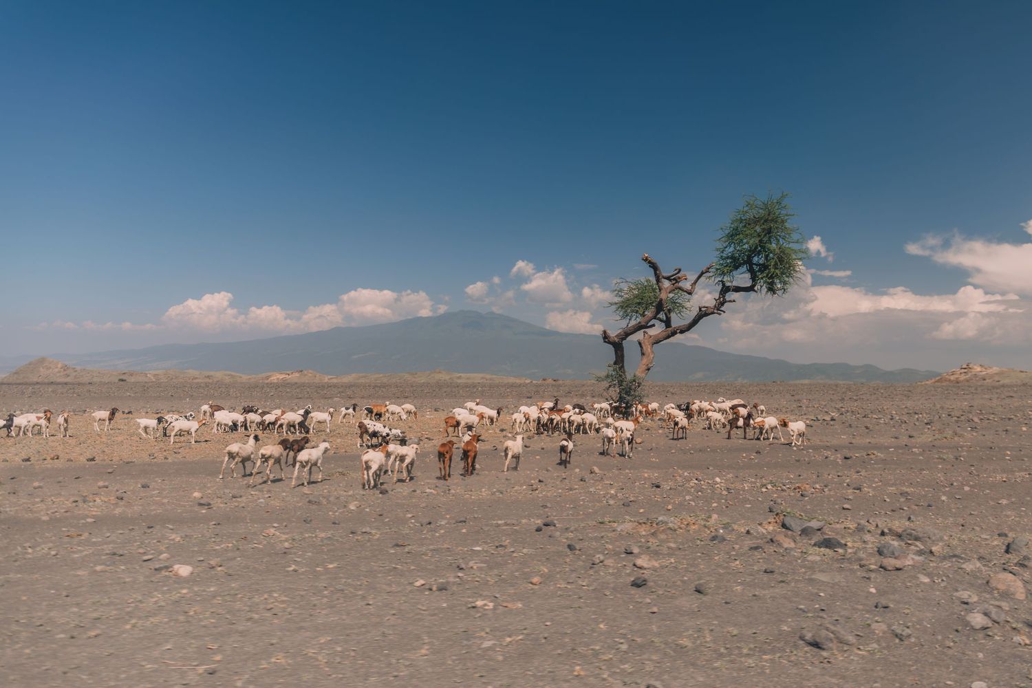 maasai goats