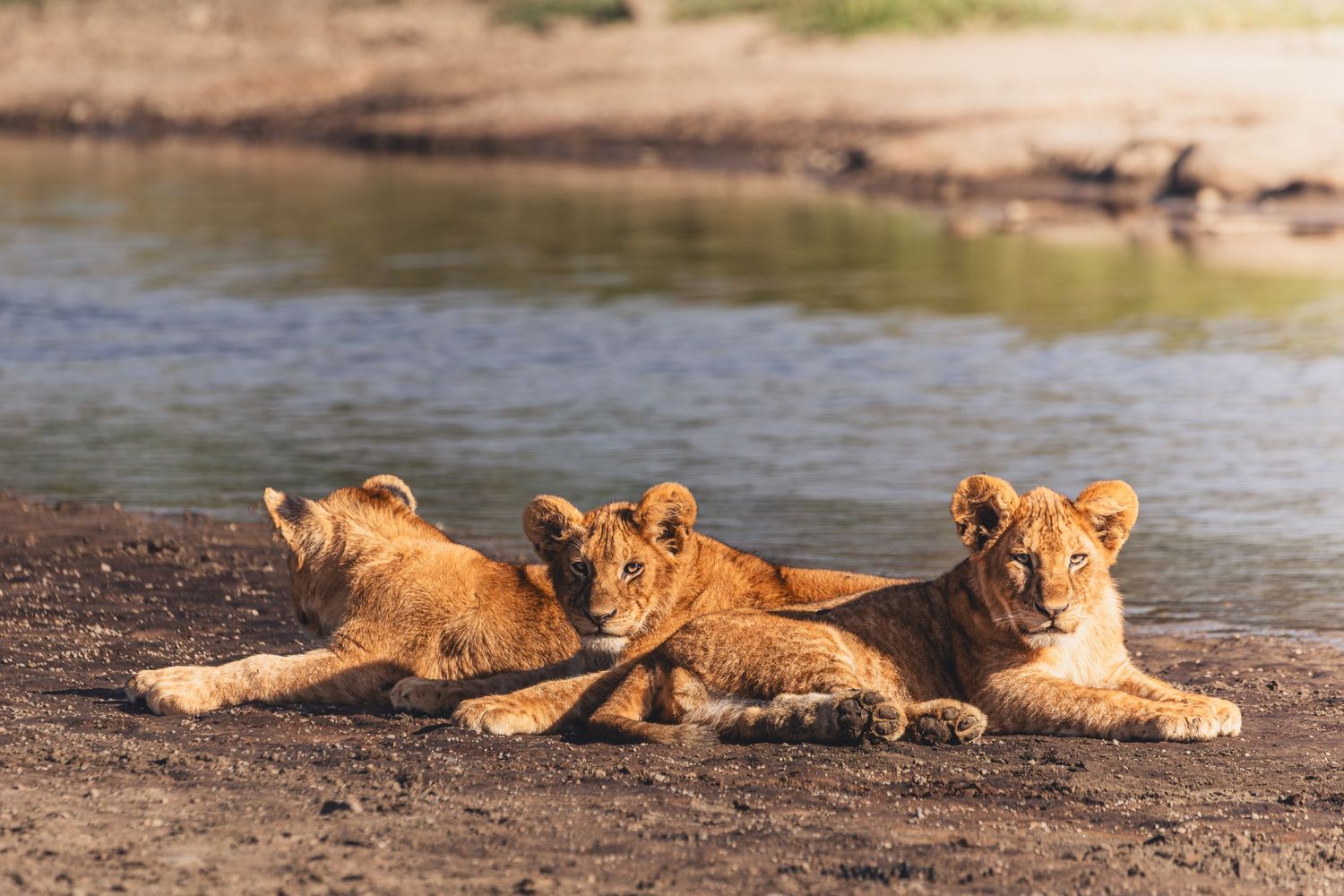 lions cubs