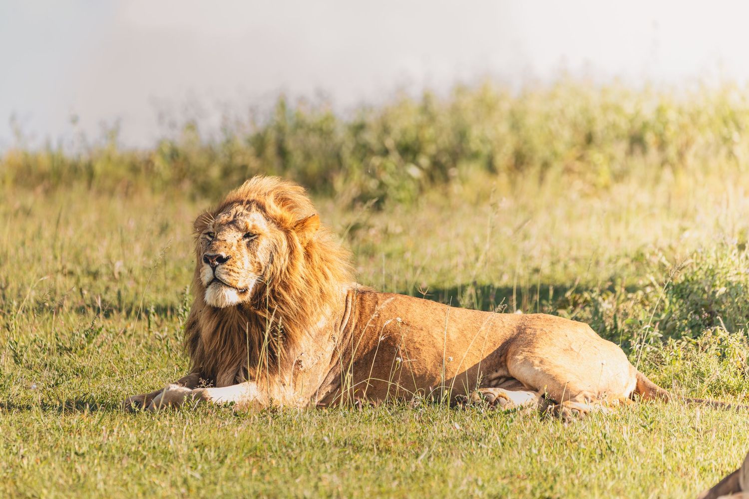lion