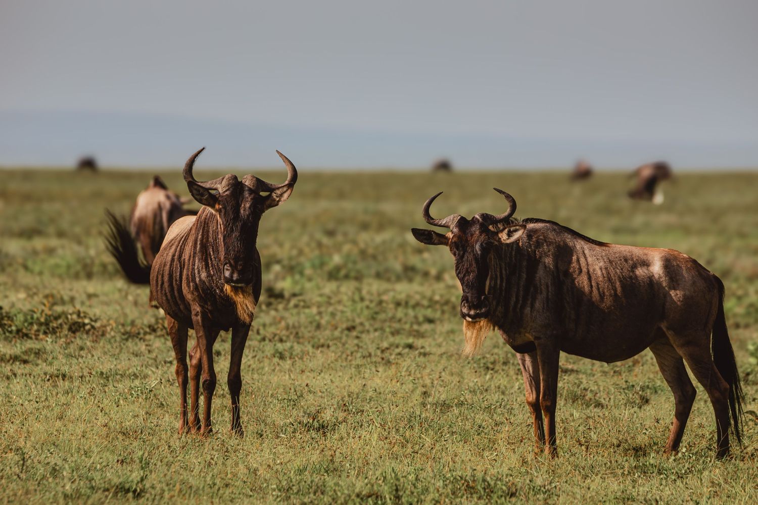Wildebeasts