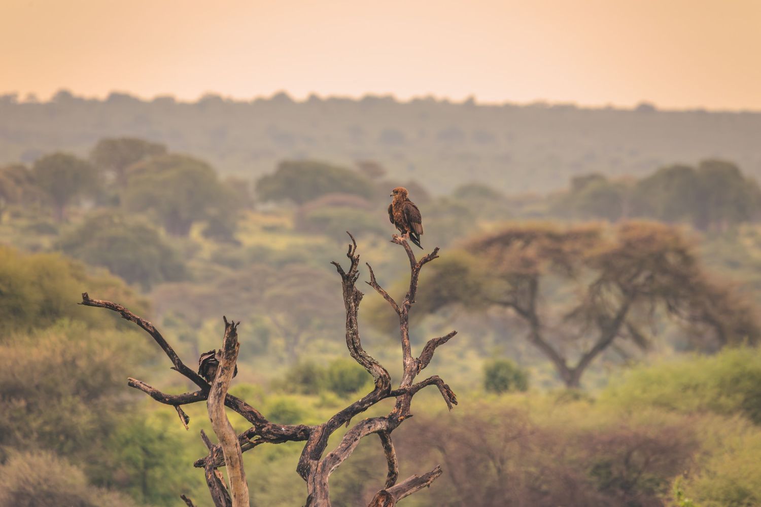 Eagle