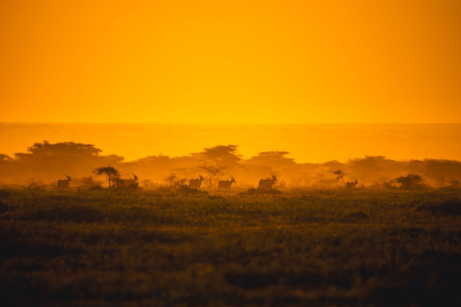 serengeti morning
