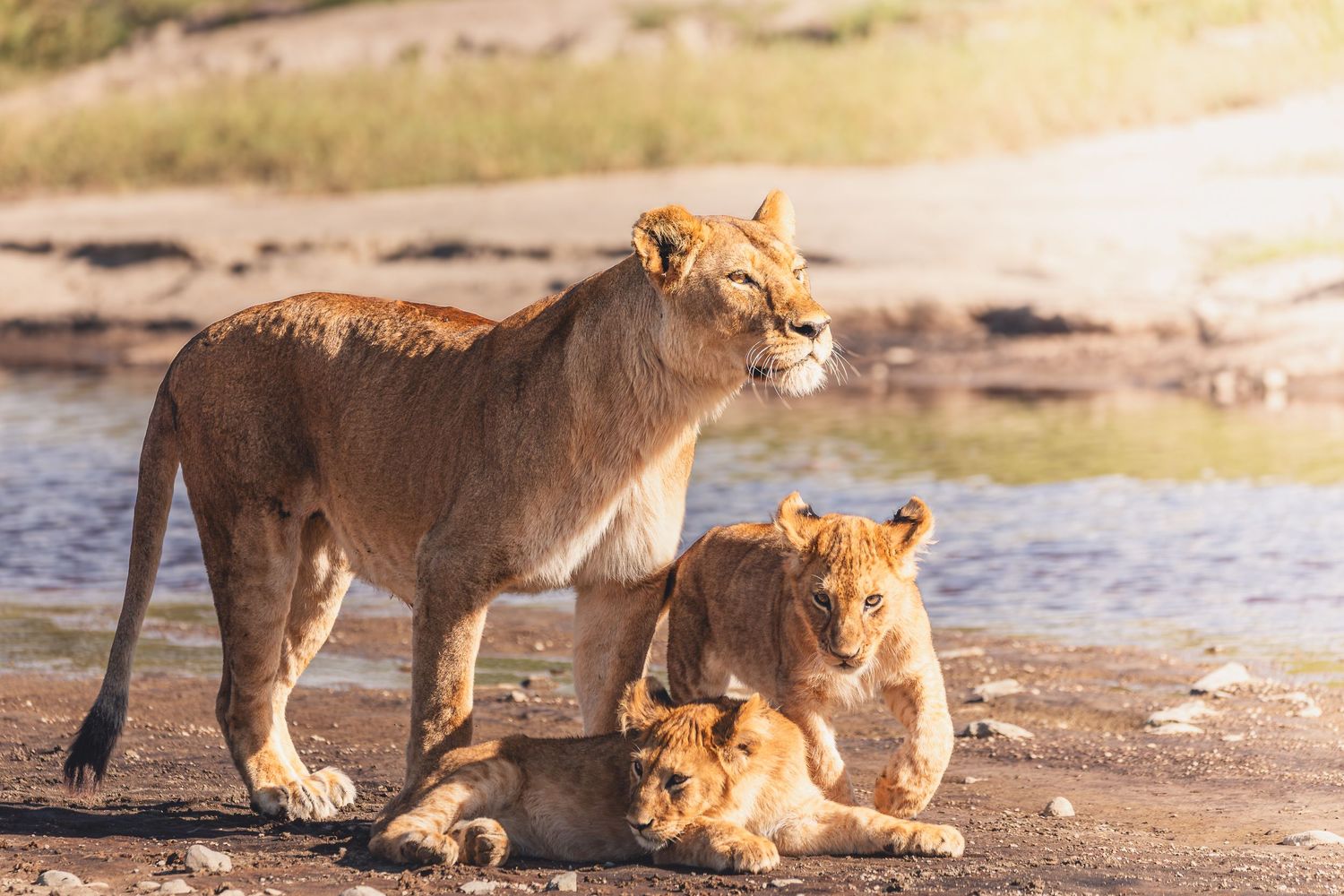 lion and cubs