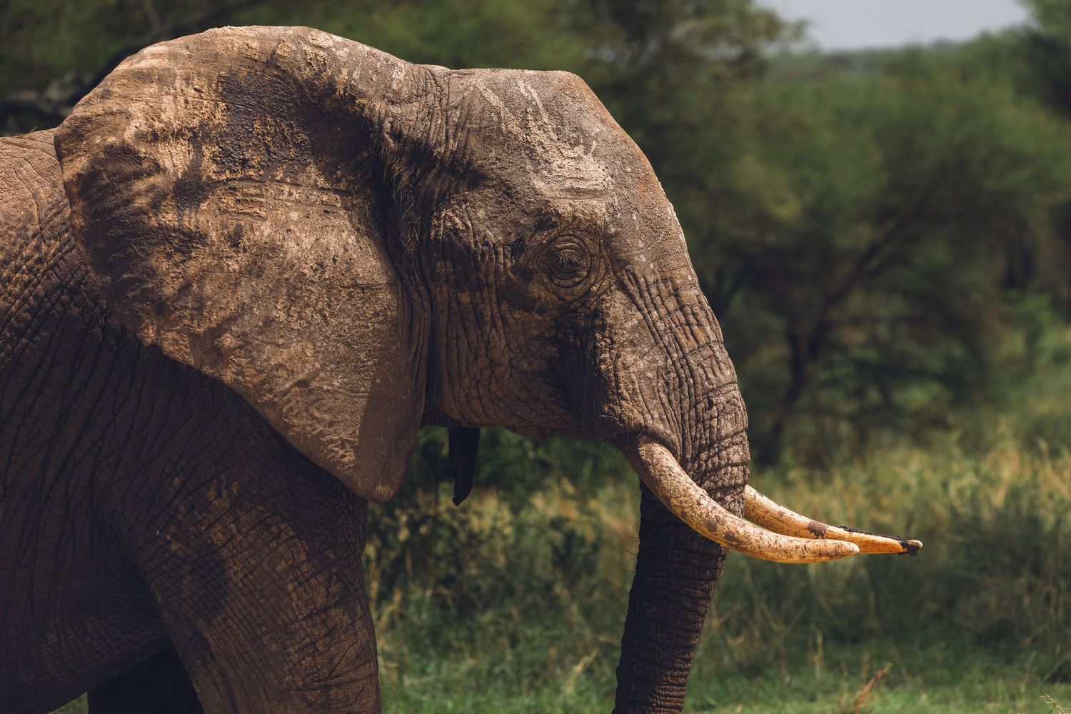 mighty elephant