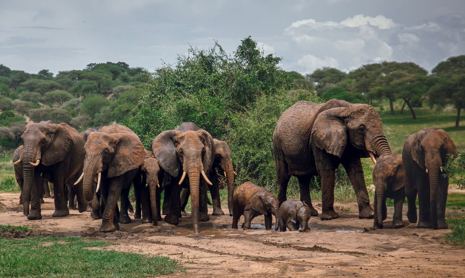 Mighty elephants