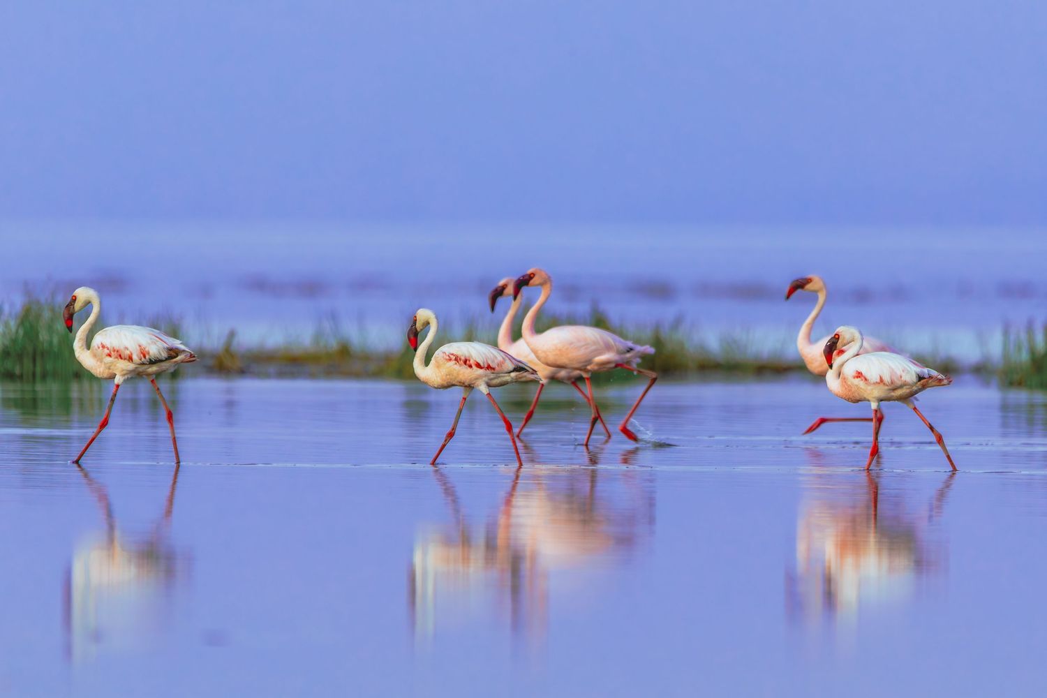 flamingos