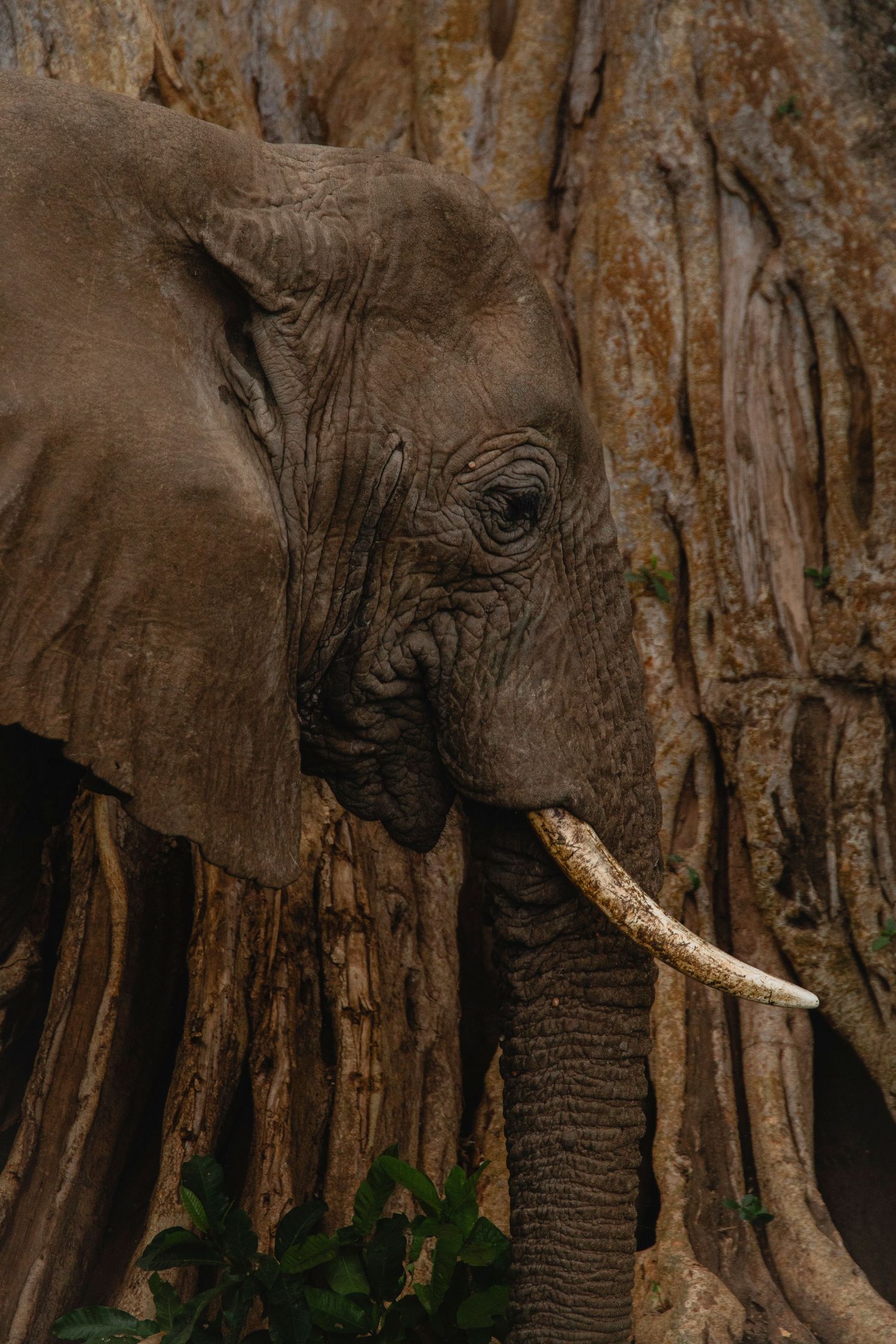 elephant