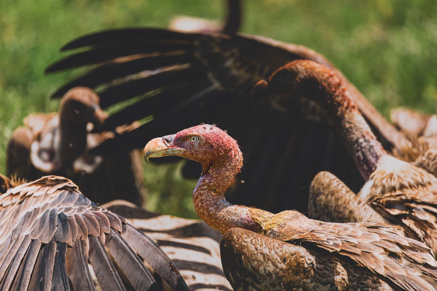 vultures