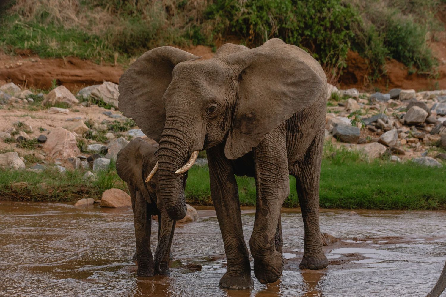 elephants