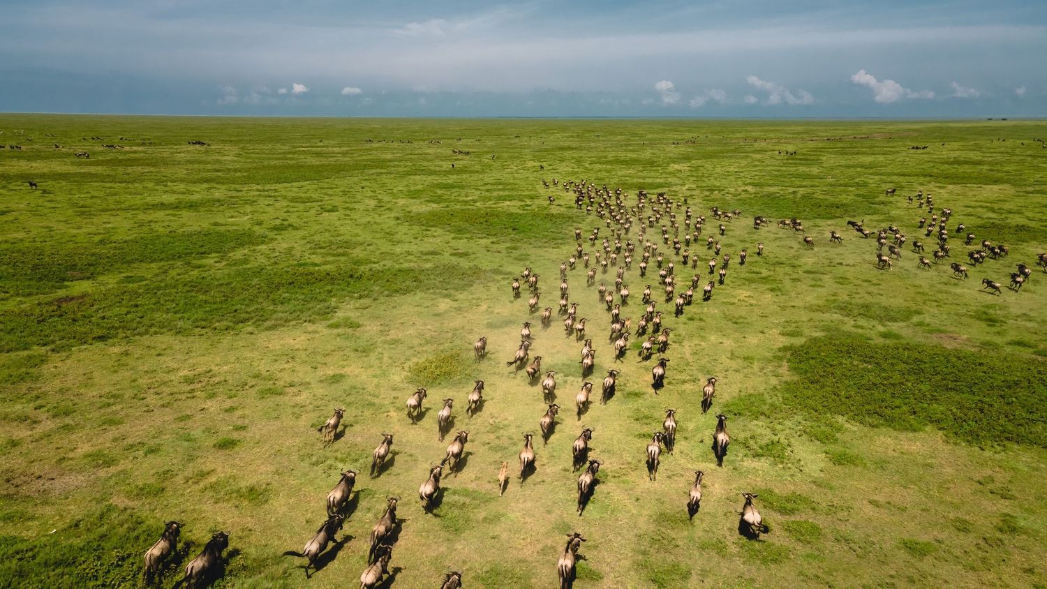 wildebeests migration