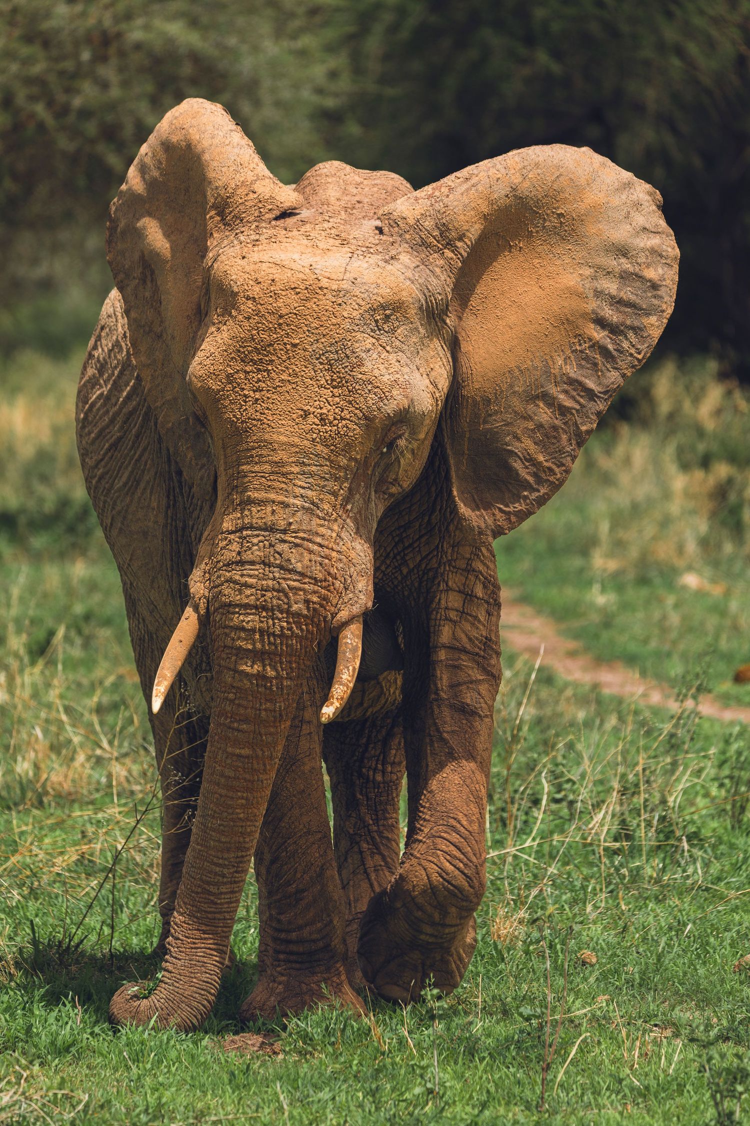 mighty elephant