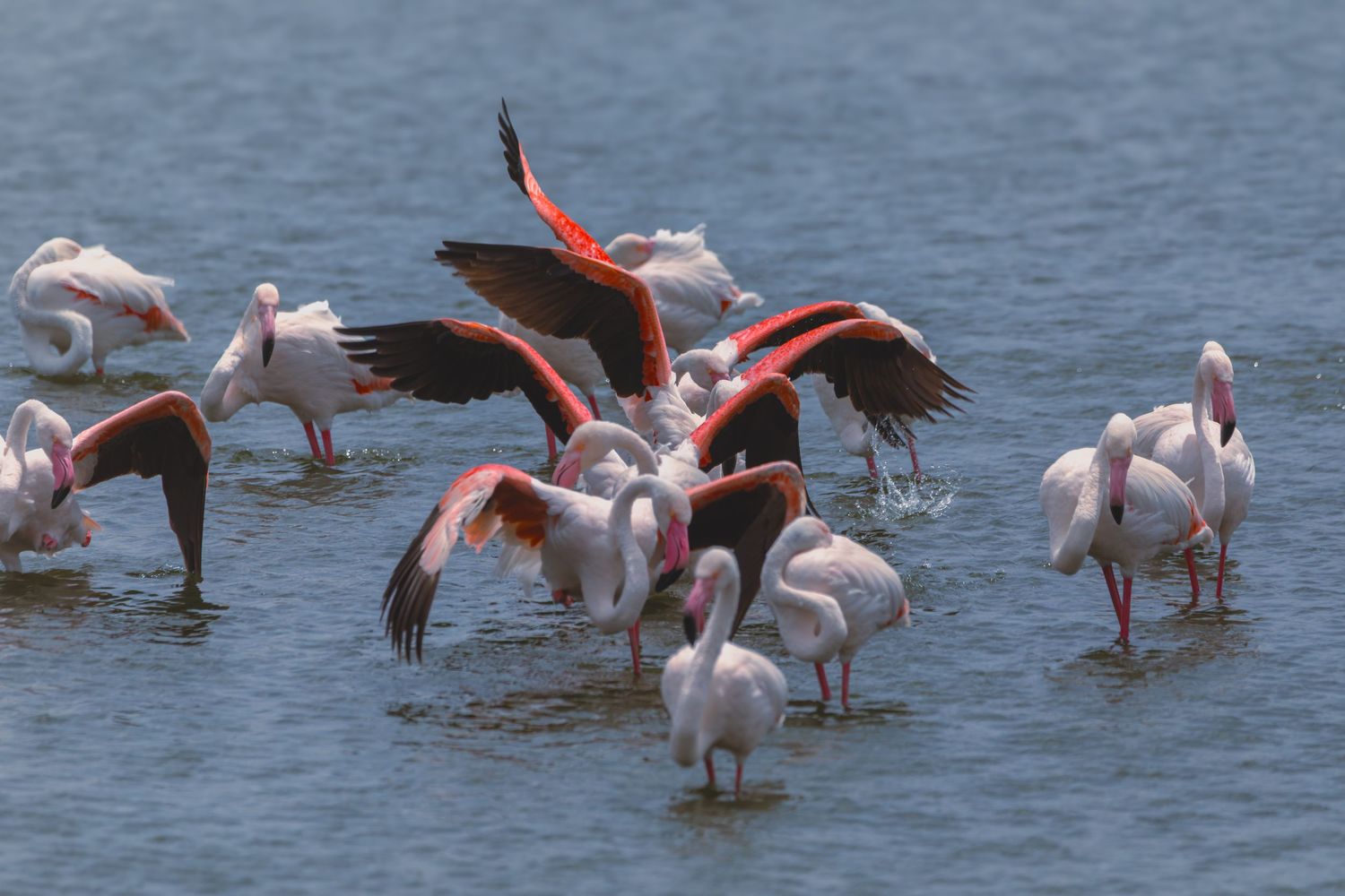 Flamingo Arusha national park