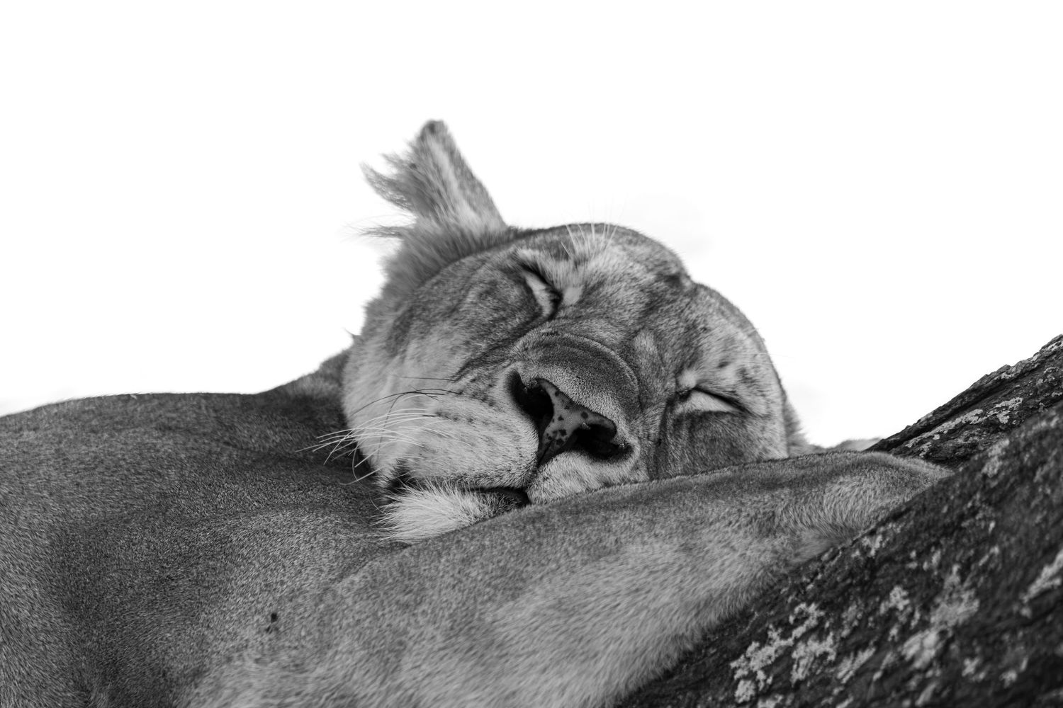 sleeping lion
